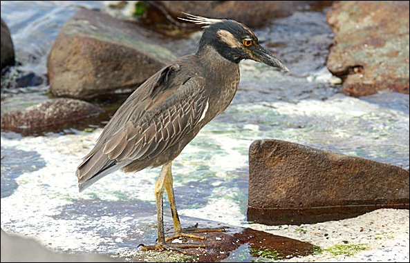 webycheron5.jpg