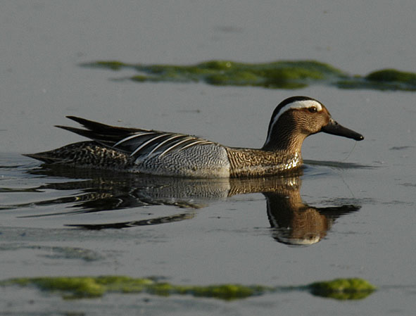 garganey