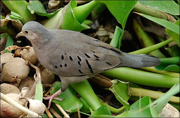 webdove.jpg