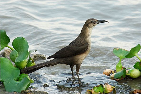 webgrackle1.jpg