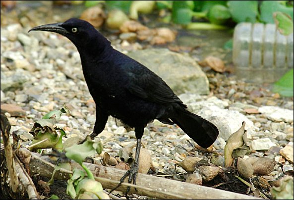 webgrackle2.jpg
