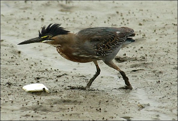 webheron2.jpg