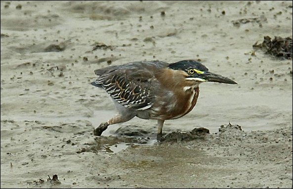 webheron3.jpg