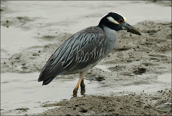 webheron4.jpg