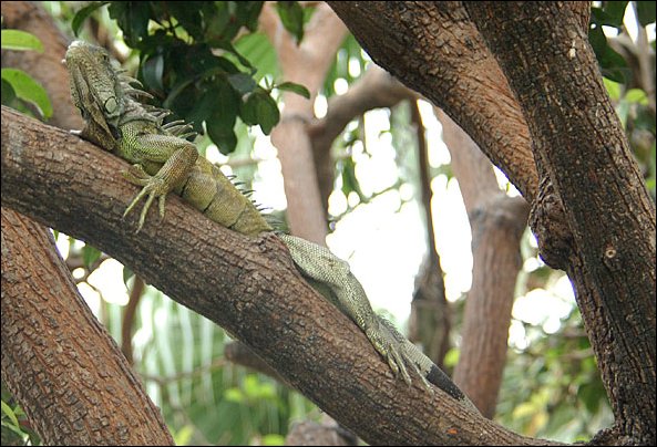 webiguana.jpg