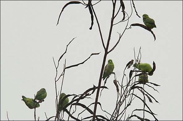 webparrot2.jpg