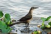 webgrackle1.jpg