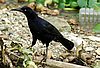 webgrackle2.jpg