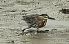 webheron3.jpg