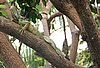webiguana.jpg