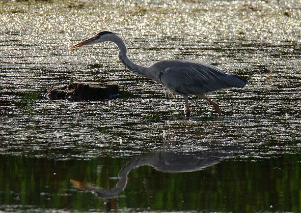 grey heron