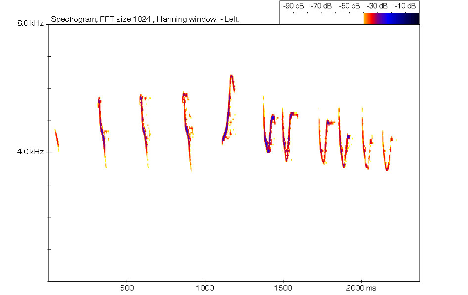 Iberian chiffchaff spectrogram