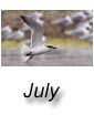July 2010