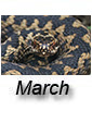 March 2026
