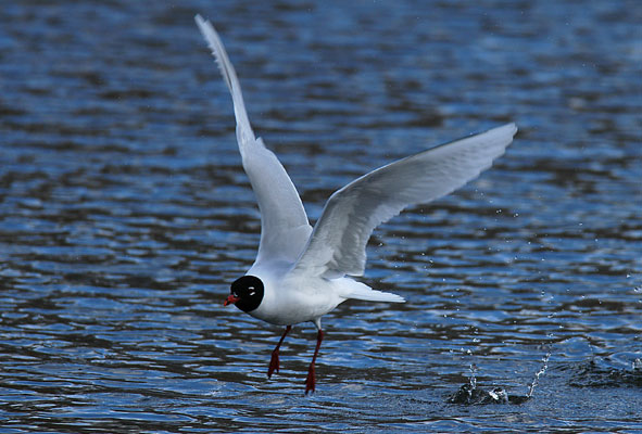 Mediterranean gull