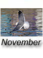 November 2024