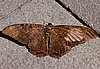 webnoctuid1.jpg