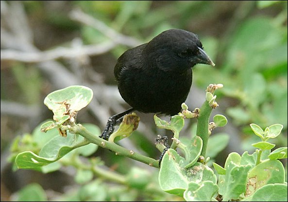 webgrfinch.jpg