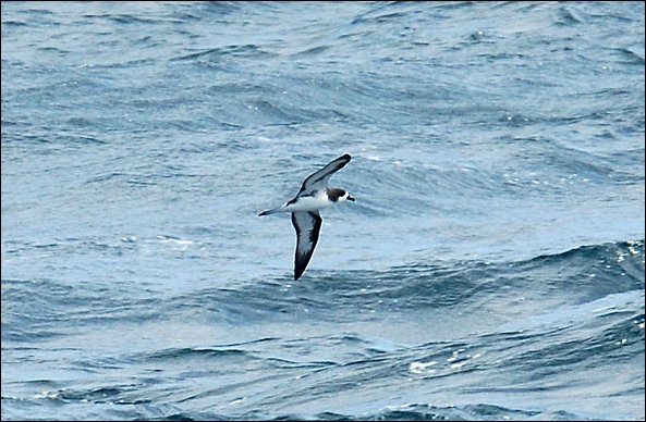 webpetrel2.jpg