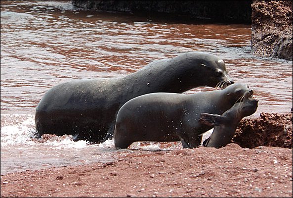 websealions.jpg