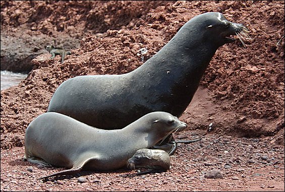 websealions2.jpg