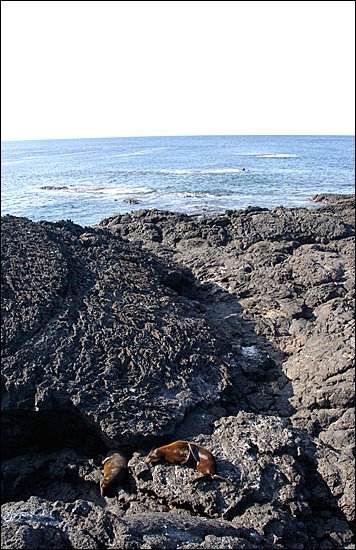 webfurseal.jpg