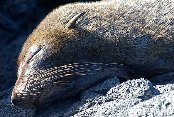 webfurseal1.jpg