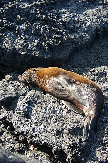 webfurseal2.jpg