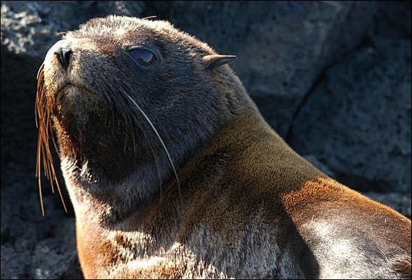 webfurseal3.jpg