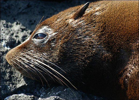 webfurseal4.jpg