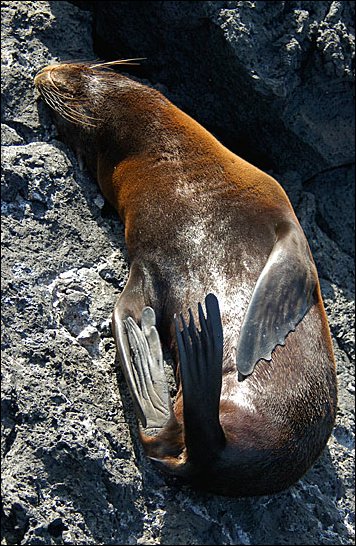 webfurseal5.jpg