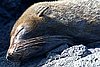 webfurseal1.jpg