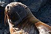 webfurseal3.jpg