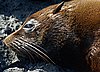 webfurseal4.jpg
