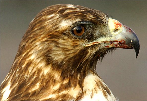 webgalhawk10.jpg
