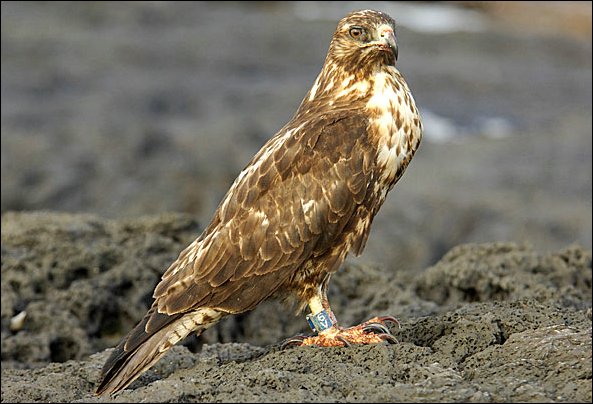 webgalhawk7.jpg