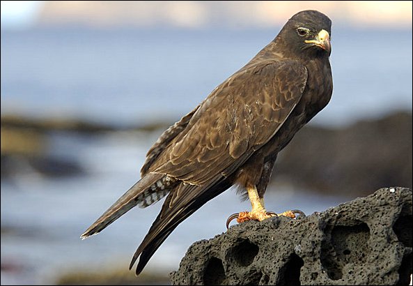 webgalhawk9.jpg
