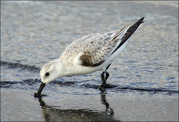 websander2.jpg