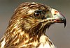 webgalhawk10.jpg