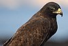 webgalhawk8.jpg