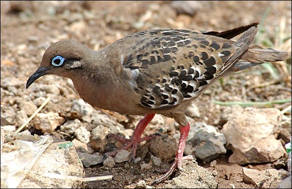 webdove2.jpg