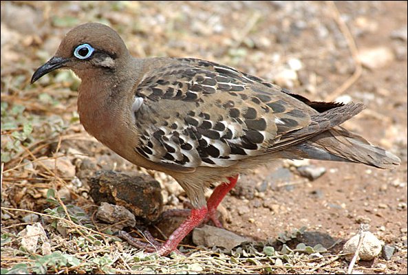 webdove3.jpg