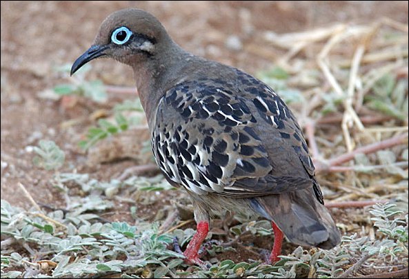 webdove5.jpg
