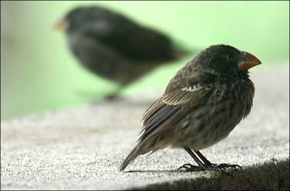 webfinch.jpg