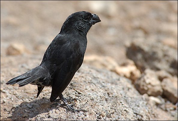webfinchgr2.jpg