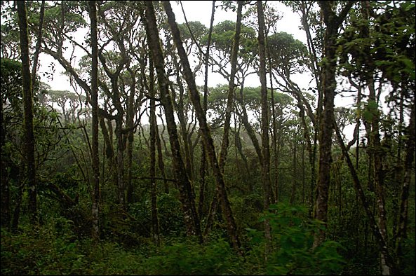 webscalesia.jpg