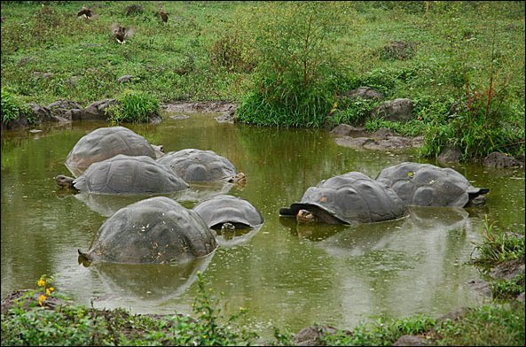 webtort3.jpg