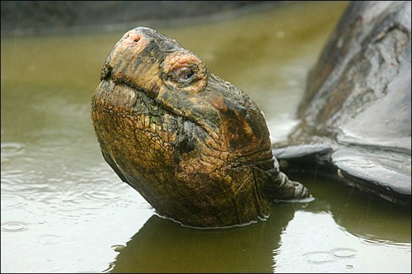 webtort4.jpg