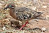 webdove3.jpg