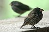 webfinch.jpg